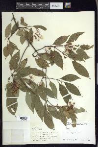 Cornus foemina image