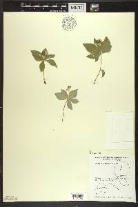 Cornus canadensis image