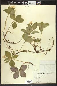 Cornus canadensis image