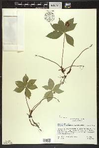 Cornus canadensis image