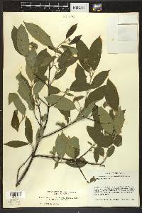 Cornus amomum subsp. obliqua image