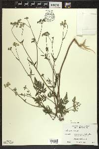 Torilis japonica image