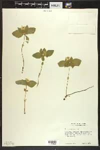 Cornus canadensis image