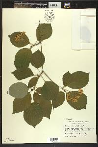 Cornus alternifolia image