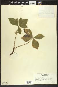 Cornus canadensis image