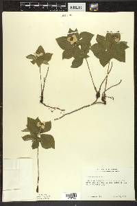 Cornus canadensis image