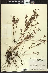 Crocanthemum canadense image