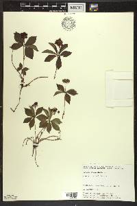 Cornus canadensis image