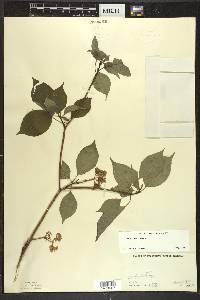 Cornus alternifolia image