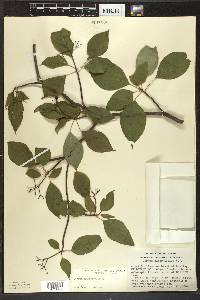 Cornus alternifolia image