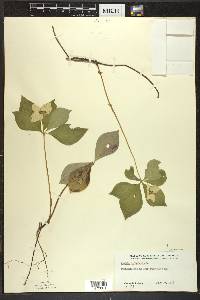 Cornus canadensis image