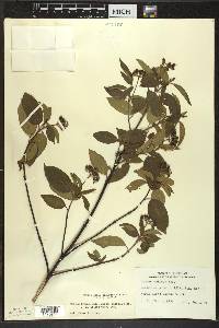 Cornus amomum subsp. obliqua image