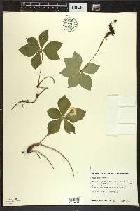 Cornus canadensis image