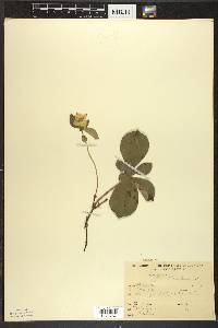 Cornus canadensis image