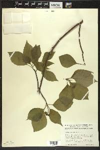 Cornus alternifolia image