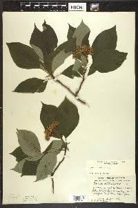 Cornus alternifolia image