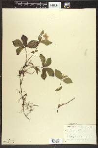 Cornus canadensis image