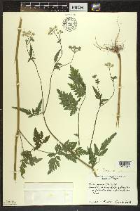 Torilis japonica image