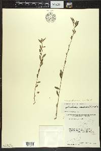 Crocanthemum canadense image