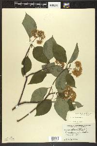 Cornus alternifolia image