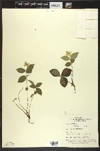 Cornus canadensis image