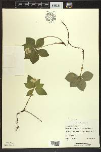 Cornus canadensis image