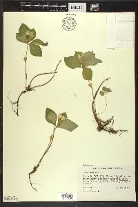 Cornus canadensis image