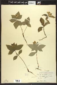 Cornus canadensis image