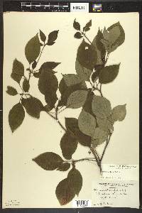 Cornus alternifolia image