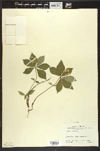 Cornus canadensis image