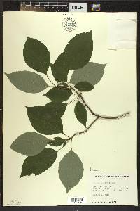 Cornus alternifolia image