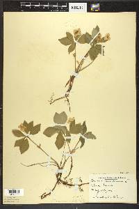 Cornus canadensis image