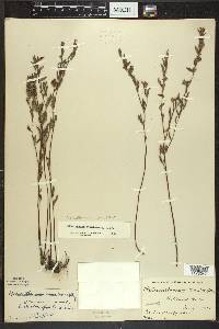 Crocanthemum canadense image