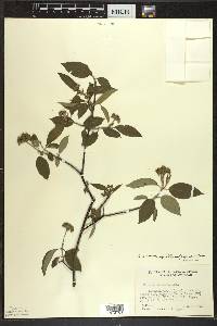 Cornus amomum subsp. obliqua image