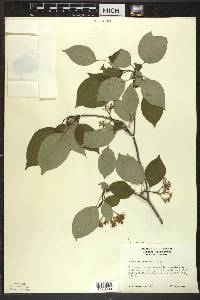 Cornus alternifolia image