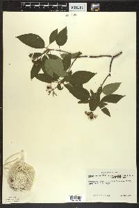 Cornus amomum subsp. obliqua image