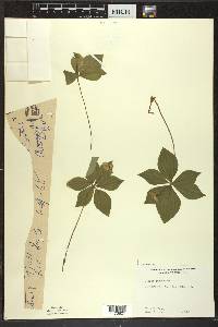 Cornus canadensis image