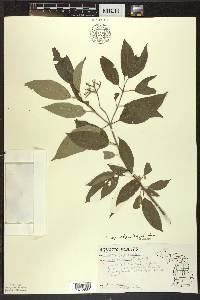 Cornus amomum subsp. obliqua image