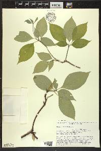 Cornus alternifolia image