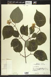 Cornus rugosa image