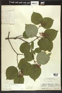 Cornus rugosa image