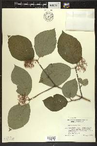 Cornus rugosa image