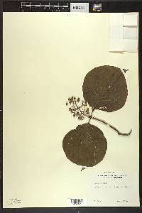 Cornus rugosa image