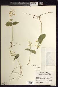 Listera convallarioides image