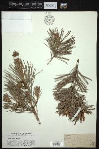 Pinus sylvestris image