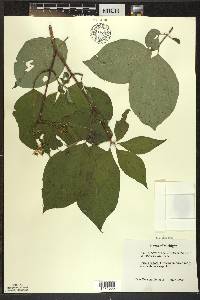 Cornus rugosa image