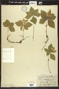 Cornus canadensis image