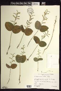 Listera convallarioides image