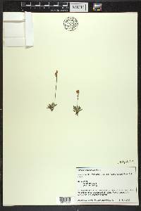 Primula mistassinica image