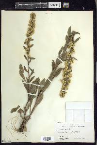 Solidago hispida image